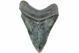 Serrated, Fossil Megalodon Tooth - South Carolina #234099-1